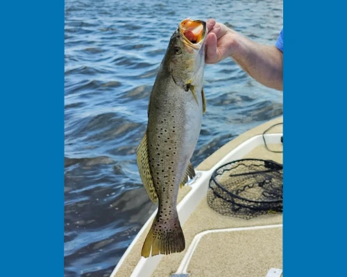 Speckled Trout fishing target
